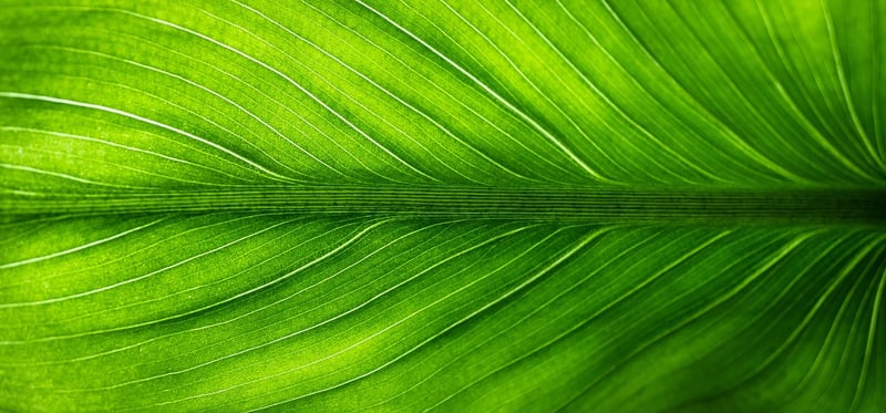 Eco-Friendly