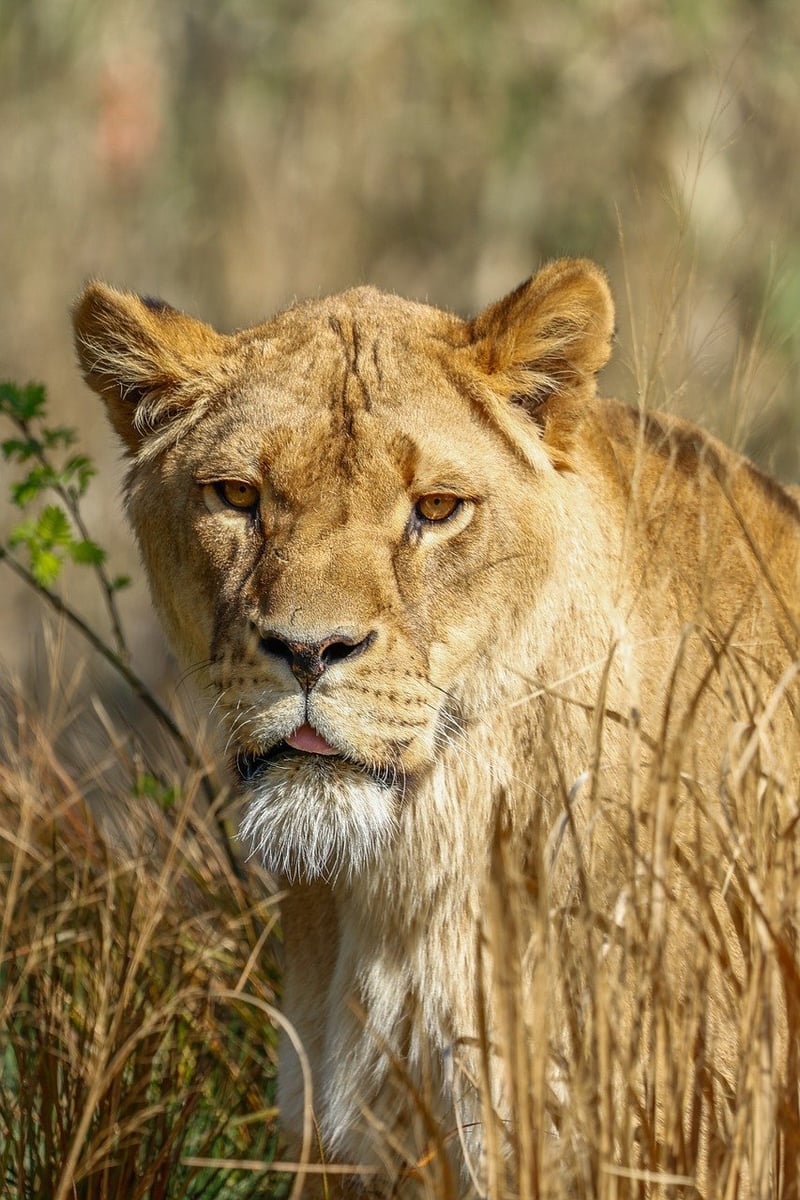 Wildlife Awareness
