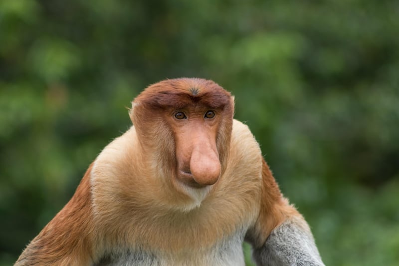 Borneo Rainforest