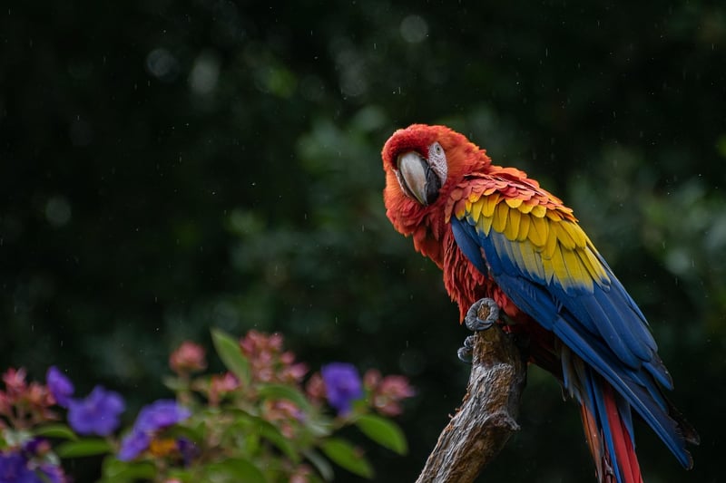 Congo Rainforest